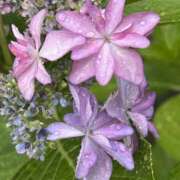 ヒメ日記 2025/07/02 11:02 投稿 荒井　雫 八王子だョ！変態集合