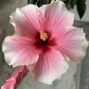 ヒメ日記 2025/08/20 12:06 投稿 荒井　雫 八王子だョ！変態集合