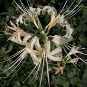 ヒメ日記 2025/10/02 09:07 投稿 荒井　雫 八王子だョ！変態集合