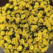 ヒメ日記 2025/10/31 18:36 投稿 荒井　雫 八王子だョ！変態集合