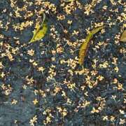 ヒメ日記 2025/11/05 16:49 投稿 荒井　雫 八王子だョ！変態集合