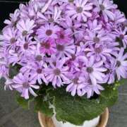 ヒメ日記 2026/03/06 15:53 投稿 荒井　雫 八王子だョ！変態集合