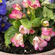 ヒメ日記 2026/03/06 16:53 投稿 荒井　雫 八王子だョ！変態集合