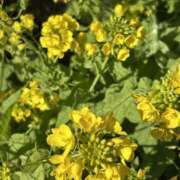 ヒメ日記 2026/03/12 09:42 投稿 荒井　雫 八王子だョ！変態集合