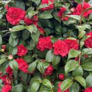 ヒメ日記 2026/03/26 22:38 投稿 荒井　雫 八王子だョ！変態集合