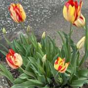 ヒメ日記 2026/04/12 10:54 投稿 荒井　雫 八王子だョ！変態集合