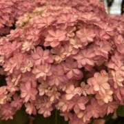 ヒメ日記 2026/04/12 17:25 投稿 荒井　雫 八王子だョ！変態集合