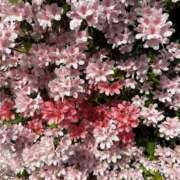 ヒメ日記 2026/04/18 08:49 投稿 荒井　雫 八王子だョ！変態集合