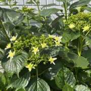 ヒメ日記 2026/05/13 10:36 投稿 荒井　雫 八王子だョ！変態集合