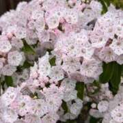 ヒメ日記 2026/05/15 09:39 投稿 荒井　雫 八王子だョ！変態集合