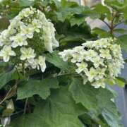 ヒメ日記 2026/06/06 08:32 投稿 荒井　雫 八王子だョ！変態集合