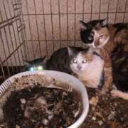 ヒメ日記 2025/03/23 00:25 投稿 まりあ 横浜熟女MAX