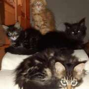 ヒメ日記 2025/09/22 21:35 投稿 まりあ 横浜熟女MAX