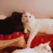 ヒメ日記 2025/11/03 18:35 投稿 まりあ 横浜熟女MAX