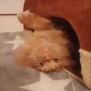 ヒメ日記 2025/11/18 20:35 投稿 まりあ 横浜熟女MAX