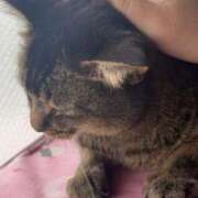 ヒメ日記 2025/05/22 05:28 投稿 ひなた 群馬渋川水沢ちゃんこ