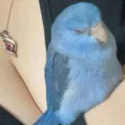 ヒメ日記 2026/02/03 16:28 投稿 ひなた 群馬渋川水沢ちゃんこ