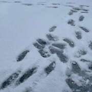 ヒメ日記 2026/02/08 06:48 投稿 ひなた 群馬渋川水沢ちゃんこ