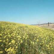 ヒメ日記 2025/03/26 16:56 投稿 なつめ イクイクサークル鶯谷店