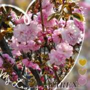 ヒメ日記 2025/04/12 16:59 投稿 かれん abc＋