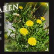 ヒメ日記 2025/04/19 13:47 投稿 かれん abc＋