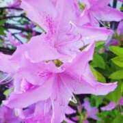 ヒメ日記 2025/04/29 18:51 投稿 かれん abc＋