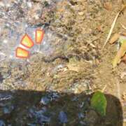 ヒメ日記 2025/06/28 17:37 投稿 かれん abc＋