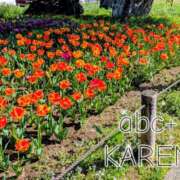 ヒメ日記 2026/04/12 15:15 投稿 かれん abc＋