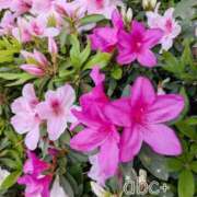 ヒメ日記 2026/04/12 15:23 投稿 かれん abc＋