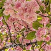 ヒメ日記 2026/04/20 17:00 投稿 かれん abc＋