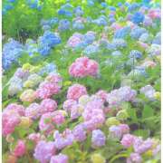 ヒメ日記 2025/06/03 08:39 投稿 ことみ 越谷熟女デリヘル マダムエプロン