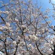 ヒメ日記 2025/04/07 01:57 投稿 ななこ LOVE MISSILE（ラブミサイル）