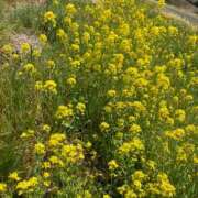 ヒメ日記 2025/03/23 12:10 投稿 小山　あけみ 30・40・50代☆人妻熟女コレクション