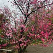 ヒメ日記 2025/03/31 00:03 投稿 小山　あけみ 30・40・50代☆人妻熟女コレクション