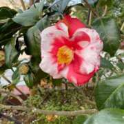 ヒメ日記 2025/04/10 14:49 投稿 小山　あけみ 30・40・50代☆人妻熟女コレクション