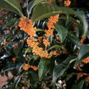 ヒメ日記 2025/10/23 11:34 投稿 ふゆ ベイビーモコ