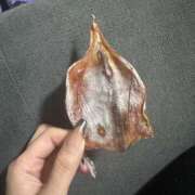 ヒメ日記 2026/01/28 00:41 投稿 ふゆ ベイビーモコ