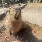 ヒメ日記 2025/03/20 14:14 投稿 平谷なお elumo(エルモ)