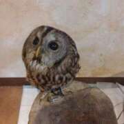 ヒメ日記 2025/09/24 10:15 投稿 リムル 【福岡デリヘル】20代・30代★博多で評判のお店はココです！