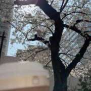 ヒメ日記 2025/03/27 16:21 投稿 やこ 渋谷蘭の会