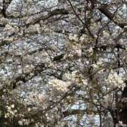 ヒメ日記 2025/03/31 22:41 投稿 やこ 渋谷蘭の会