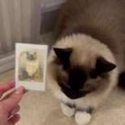 ヒメ日記 2025/04/14 02:40 投稿 むーたん まだ舐めたくて学園渋谷校〜舐めたくてグループ〜