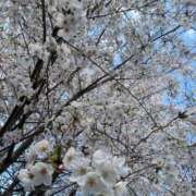 らん さくら。 彼女の部屋本店