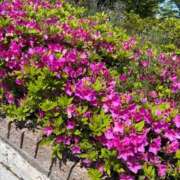 ヒメ日記 2025/05/07 17:02 投稿 あいな WHITE（金沢）