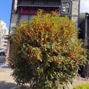 ヒメ日記 2026/10/13 20:31 投稿 あいな CLUB ROOKIE（ルーキー）