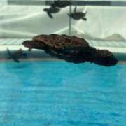 ヒメ日記 2025/08/23 22:33 投稿 さゆり WHITE（金沢）