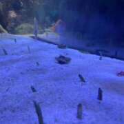 ヒメ日記 2025/08/27 21:09 投稿 さゆり WHITE（金沢）