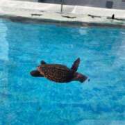 ヒメ日記 2025/11/25 23:01 投稿 さゆり WHITE（金沢）