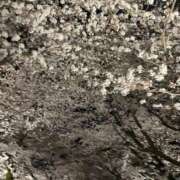 ヒメ日記 2026/04/13 23:00 投稿 さゆり CLUB ROOKIE（ルーキー）