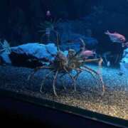 ヒメ日記 2025/12/31 21:38 投稿 まき スピード日本橋店